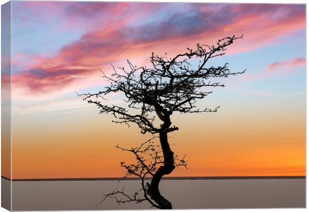 A bare tree at sunset Canvas Print by Leighton Collins