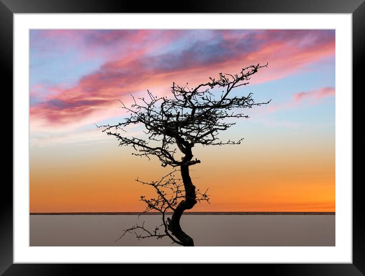 A bare tree at sunset Framed Mounted Print by Leighton Collins
