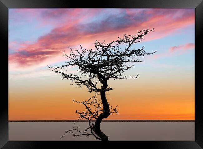 A bare tree at sunset Framed Print by Leighton Collins