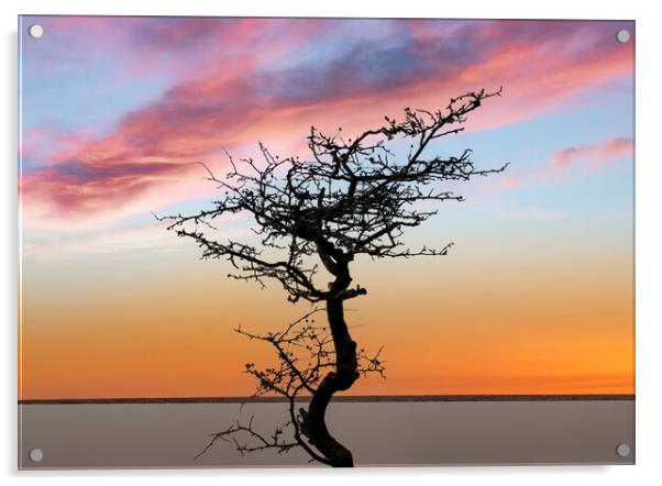 A bare tree at sunset Acrylic by Leighton Collins