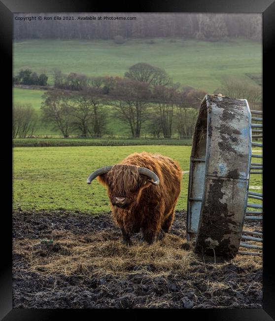 Grazing on a Scottish Farm Framed Print by Ron Ella