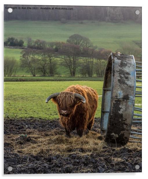Grazing on a Scottish Farm Acrylic by Ron Ella