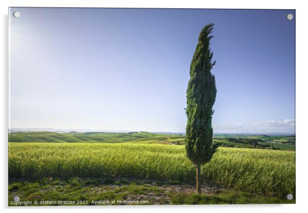 Monteroni d'Arbia, cypress tree along the via Francigena Acrylic by Stefano Orazzini