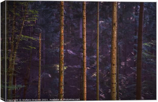 Acquerino nature reserve forest. Tree trunks vertical pattern. Canvas Print by Stefano Orazzini