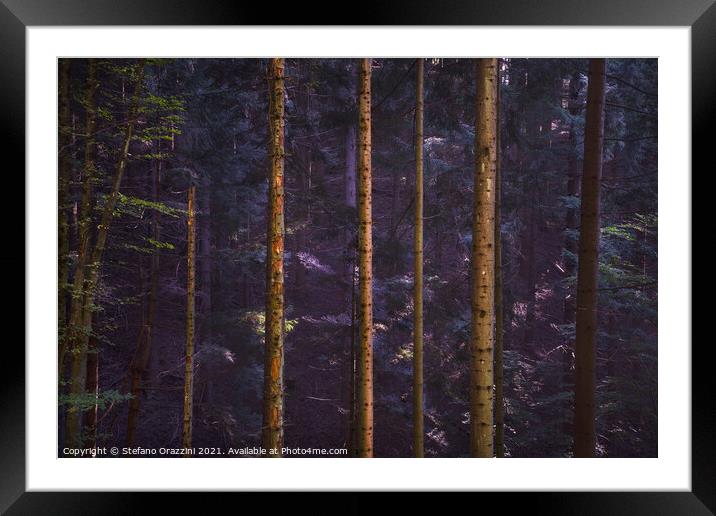 Acquerino nature reserve forest. Tree trunks vertical pattern. Framed Mounted Print by Stefano Orazzini