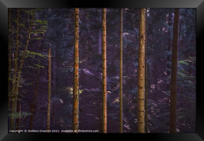 Acquerino nature reserve forest. Tree trunks vertical pattern. Framed Print by Stefano Orazzini