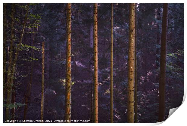 Acquerino nature reserve forest. Tree trunks vertical pattern. Print by Stefano Orazzini