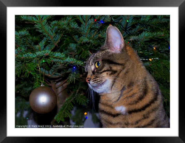 Holly the Christmas Cat. Framed Mounted Print by Mark Ward