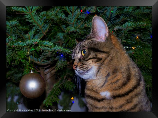 Holly the Christmas Cat. Framed Print by Mark Ward