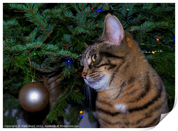 Holly the Christmas Cat. Print by Mark Ward