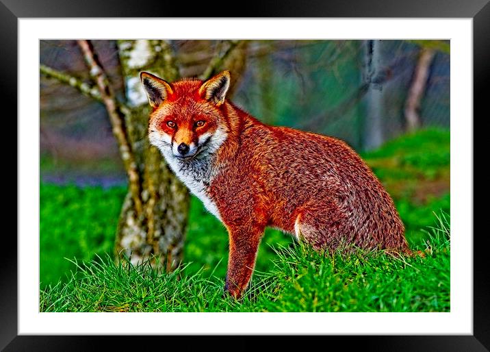 Arty Mr Fox Framed Mounted Print by Martyn Arnold