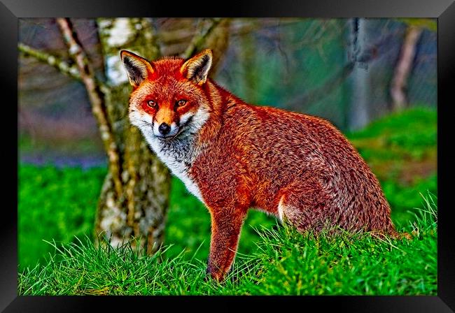 Arty Mr Fox Framed Print by Martyn Arnold