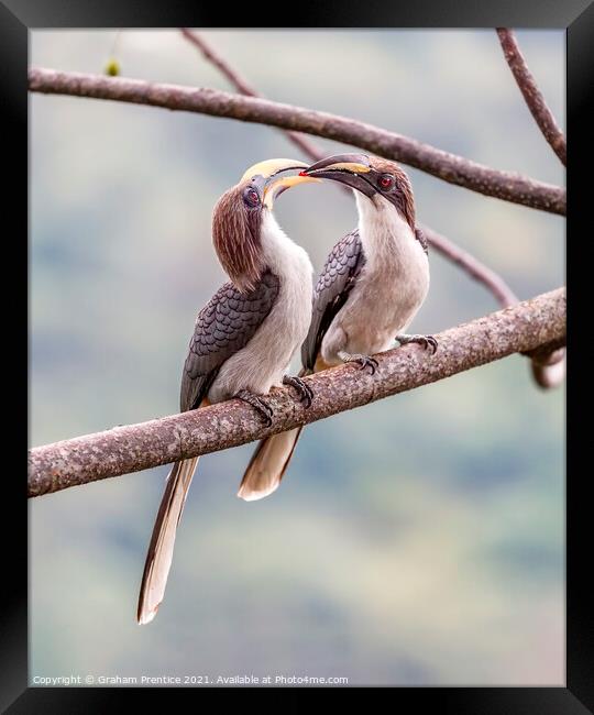 Grey Hornbill Hornbill Courtship Ritual Framed Print by Graham Prentice