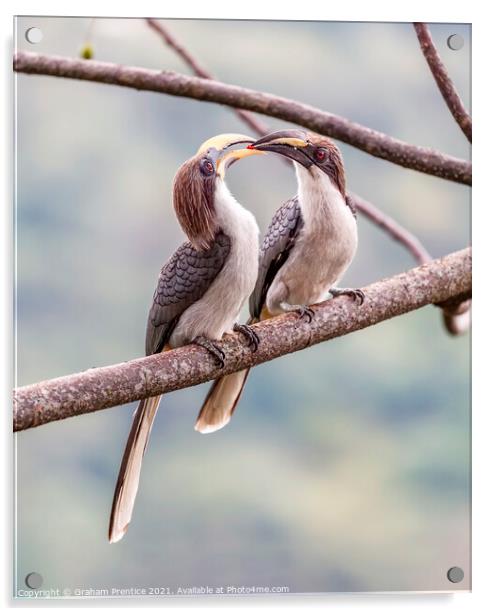 Grey Hornbill Hornbill Courtship Ritual Acrylic by Graham Prentice