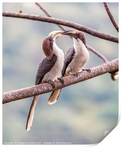 Grey Hornbill Hornbill Courtship Ritual Print by Graham Prentice