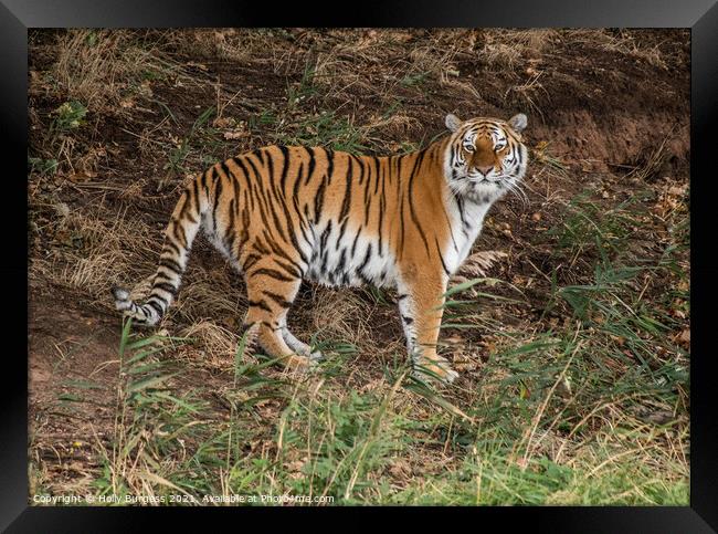 Amur Tiger cat, wild, standing his ground  Framed Print by Holly Burgess