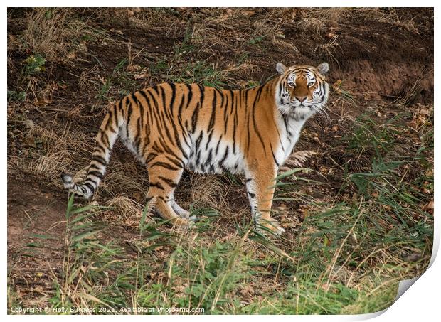 Amur Tiger cat, wild, standing his ground  Print by Holly Burgess