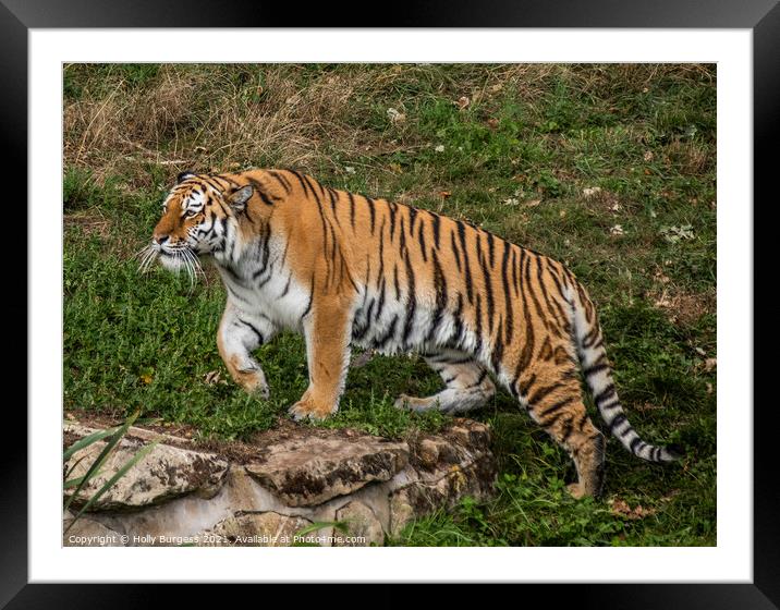 Amur Tiger also known as the Siberian tiger  Framed Mounted Print by Holly Burgess