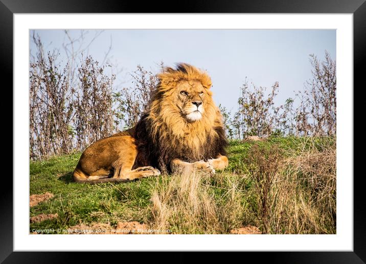 Sovereign of the Savanna: African Lion Framed Mounted Print by Holly Burgess