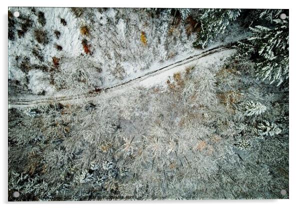 Winter Forest from Above Acrylic by Philip Teale