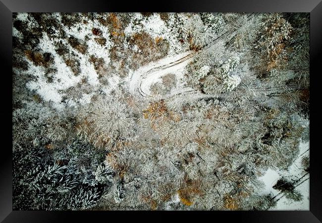 Winter Forest from Above Framed Print by Philip Teale