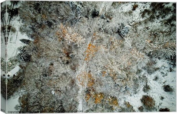 Winter Forest from Above Canvas Print by Philip Teale
