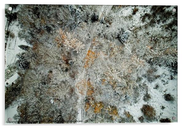Winter Forest from Above Acrylic by Philip Teale