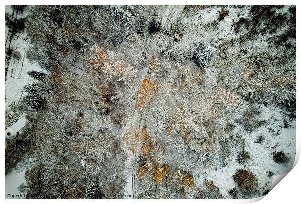 Winter Forest from Above Print by Philip Teale
