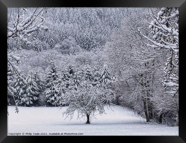 Forest Snow Framed Print by Philip Teale