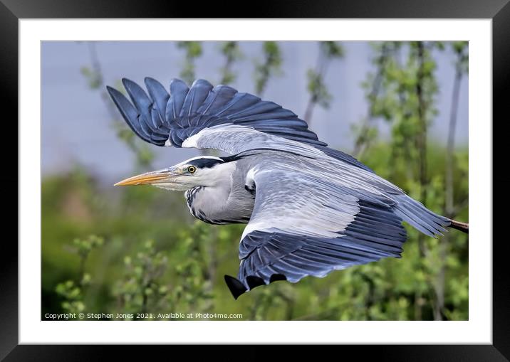 A majestic Grey Heron silently gliding over a lake Framed Mounted Print by Ste Jones