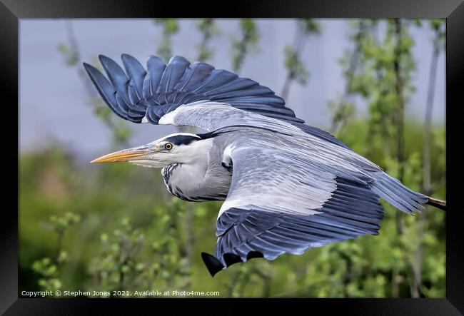 A majestic Grey Heron silently gliding over a lake Framed Print by Ste Jones