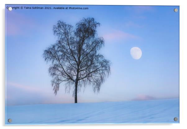 Birch Tree and The Moon in Winter Blue Hour Acrylic by Taina Sohlman