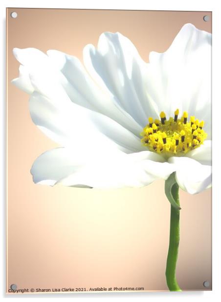 Pure white cosmos Acrylic by Sharon Lisa Clarke