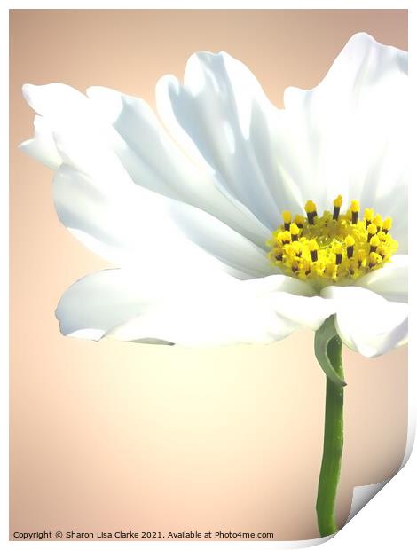 Pure white cosmos Print by Sharon Lisa Clarke