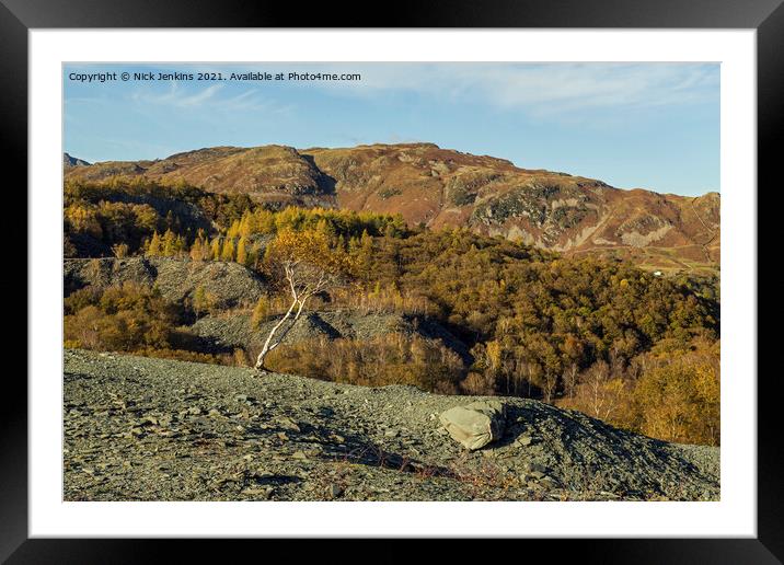 Silver Birch Tree from Hodge Close Quarry Framed Mounted Print by Nick Jenkins