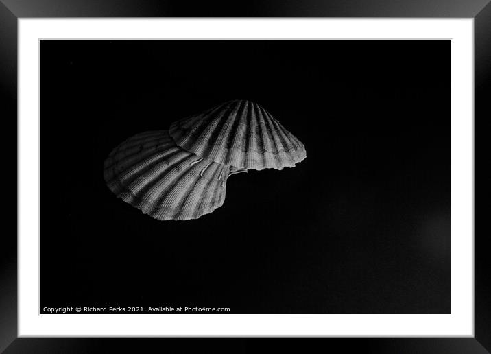 Scallop shells  Framed Mounted Print by Richard Perks