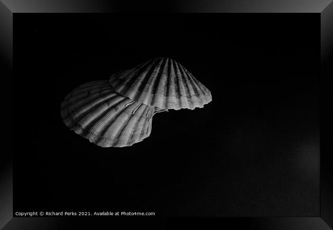 Scallop shells  Framed Print by Richard Perks