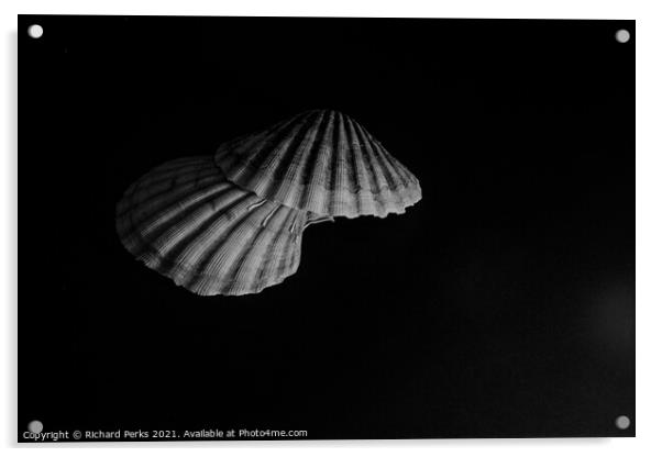 Scallop shells  Acrylic by Richard Perks