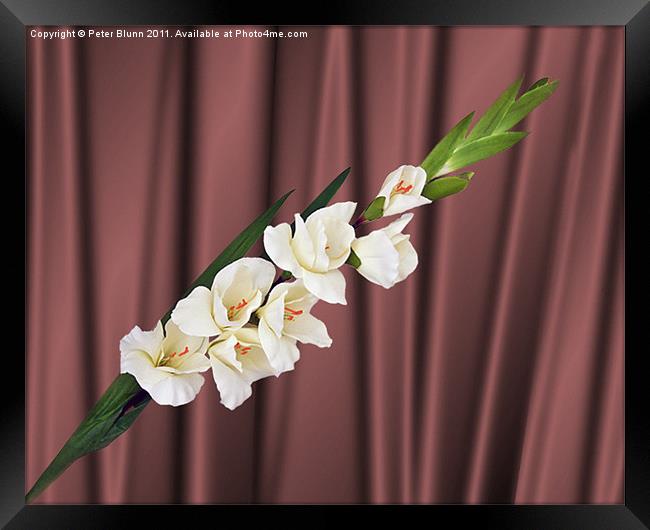 White Gladiola on Brown Silk Background Framed Print by Peter Blunn