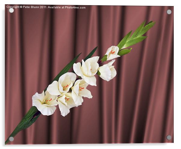 White Gladiola on Brown Silk Background Acrylic by Peter Blunn
