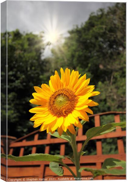 Sunshine and Sunflower Canvas Print by Stephen Hamer