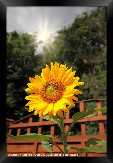 Sunshine and Sunflower Framed Print by Stephen Hamer