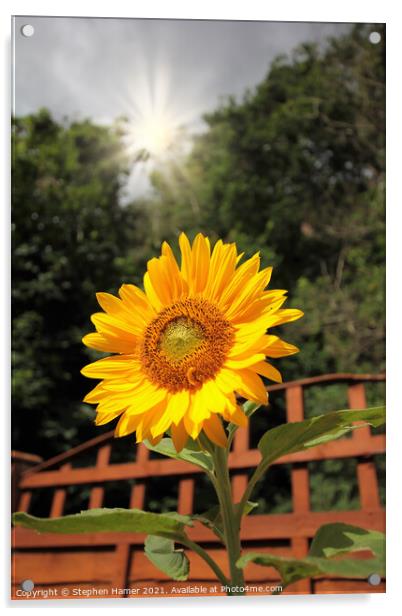 Sunshine and Sunflower Acrylic by Stephen Hamer