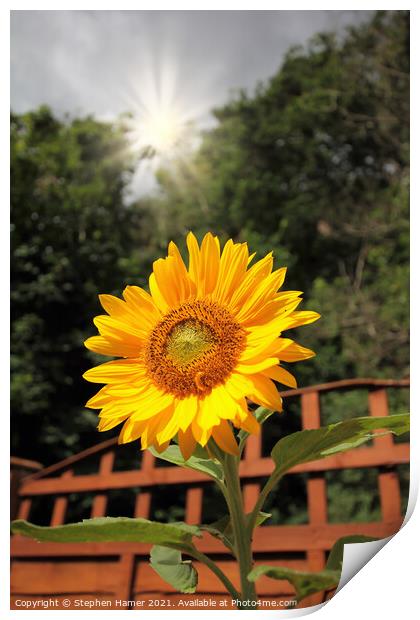 Sunshine and Sunflower Print by Stephen Hamer