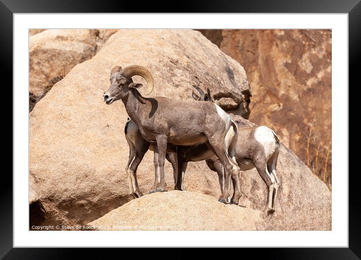 A couple of sheep standing on top of a rock Framed Mounted Print by Steve de Roeck