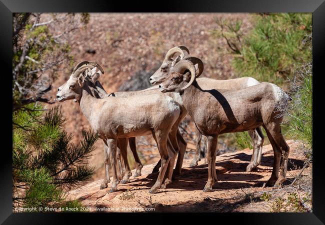 A group of bighorn sheep standing on top of a rock Framed Print by Steve de Roeck