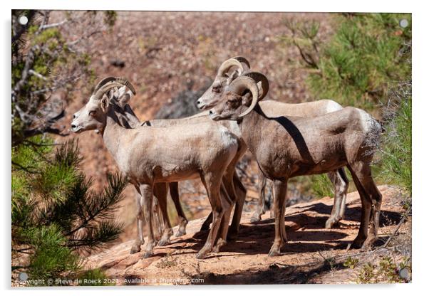 A group of bighorn sheep standing on top of a rock Acrylic by Steve de Roeck