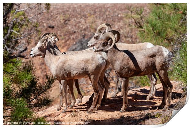 A group of bighorn sheep standing on top of a rock Print by Steve de Roeck