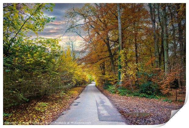 Autumn trees in the chilterns Print by Piers Thompson