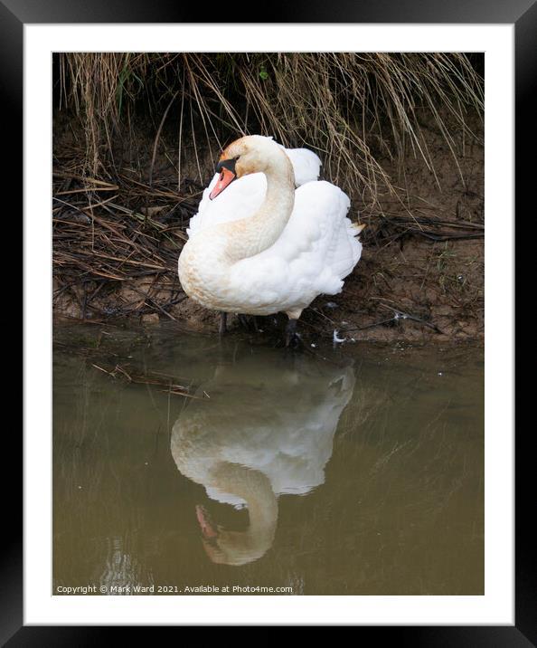 Mirror Mirror on the Water. Framed Mounted Print by Mark Ward